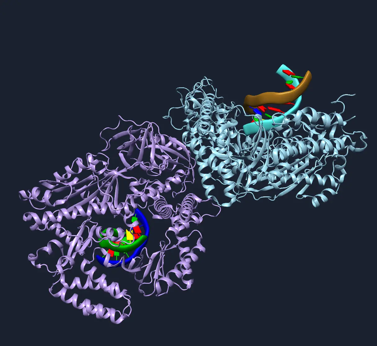 A screenshot of Mold showing a ribbon display of a protein complexed with RNA, pdb code 2W42